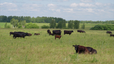 Cattle Grazing Peacefully in a Lush Green Expansive Field Under a Clear Blue Skyの写真素材