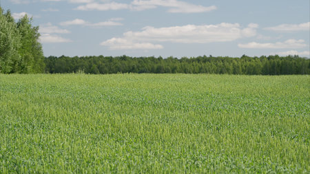 Vibrant and Lush Green Fields Stretching Out Beneath a Wide and Clear Blue Sky at Daytime