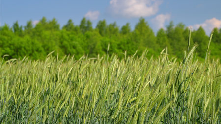A Beautiful and Vibrant Wheat Field Is Spread Out Beneath a Bright and Clear Blue Sky Aboveの写真素材