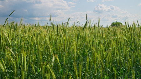 A Vibrant Green Wheat Field Lies Under a Bright Blue Sky on a Beautiful Summer Dayの写真素材