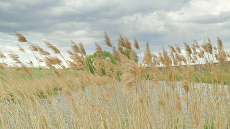 A Serene Waterway Beautifully Surrounded by Reeds and an Expansive Dramatic Sky Above