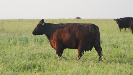Cattle Grazing A serene view of livestock thriving in a flourishing green landscape