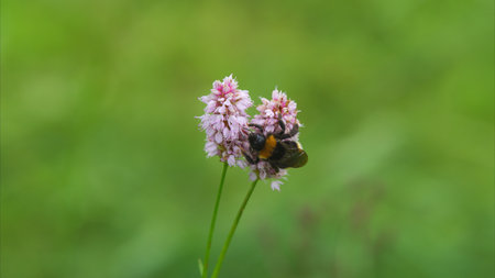 A Bee Engaging in the Vital Process of Pollinating Beautiful Pink Flowers Found in Nature