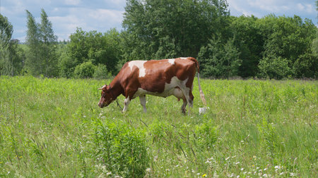 A Grazing Cow is peacefully situated in a Lush Green Field Beneath a Beautiful Blue Skyの写真素材