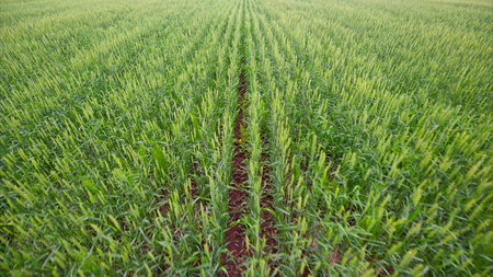 Vibrant green fields showcase the growth stages throughout the seasons of the year