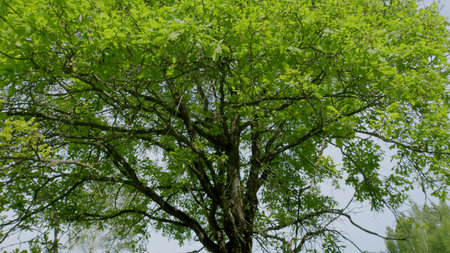 A vibrant green tree canopy is found in the refreshing and beautiful season of spring