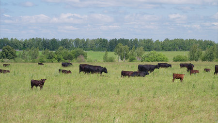 Cattle are Grazing in the Lush Green Pasture, All Under a Beautiful Clear Blue Sky