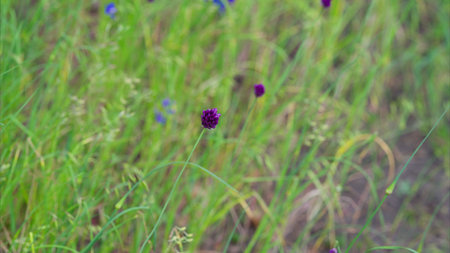 A vibrant display of colorful wildflowers thrives in a lush, green meadow under sunlight