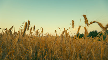A Beautiful Golden Wheat Field Bathed in the Graceful and Soft Light of Dusk During Twilight