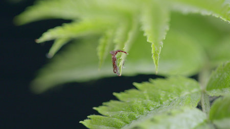Closeup photograph showcasing a tiny spider resting on vibrant green leaves in nature's beauty