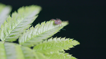 A Detailed CloseUp of a Tick Resting on a Leaf in its Natural Habitat of Nature