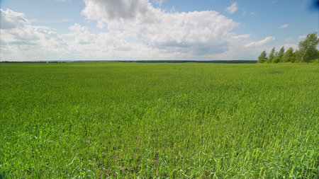 A Serene and Tranquil Green Field is Spreading Vastly Under a Clear and Bright Blue Skyの写真素材