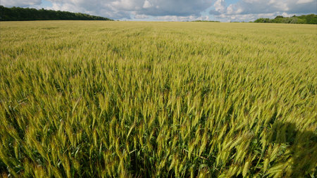 A Lush and Vibrant Green Wheat Field Under a Beautifully Cloudy Sky, Full of Lifeの写真素材