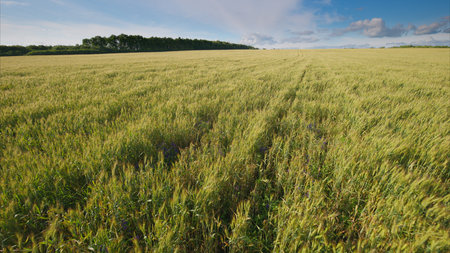 A Vast and Lush Green Wheat Field Stretching Under the Bright Blue Sky Above Us, Radiating Beauty