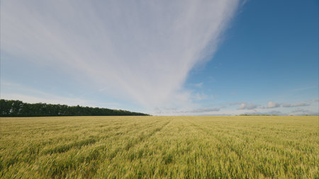 A stunning and breathtaking horizon appears over the golden fields spread under the bright blue sky