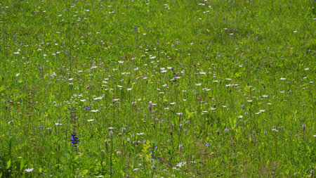 A Vibrant and Colorful Wildflower Meadow Bathed in Beautiful Sunlight Beneath the Skyの写真素材