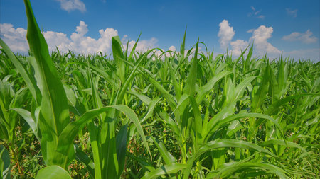 A Lush Corn Field Flourishing Under a Bright Blue Sky, Perfect for Farming and Agriculture