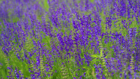 A Vibrant and Beautiful Field of Purple Flowers is in Full Bloom and Radiant Glory Now