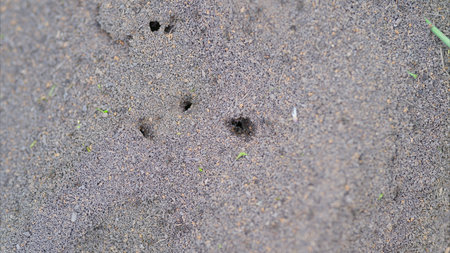 An extreme closeup of ants and their nest in a natural habitat shows intricate details