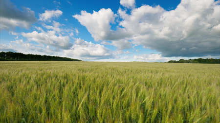 A Vast Expansive Wheat Field Stretching Out Under a Bright Blue Sky Filled with Fluffy Clouds
