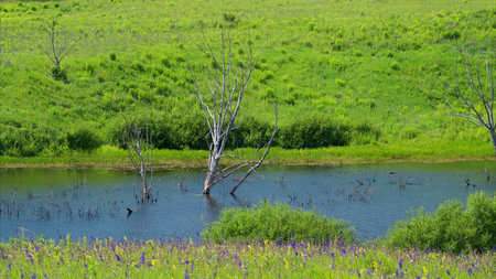 A stunning, lush green wetland with beautiful reflections shimmering in the waters surfaceの写真素材