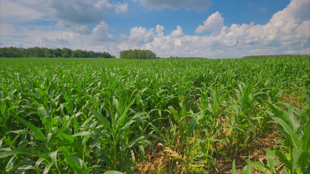 A Beautiful and Lush Green Cornfield Vibrantly Flourishing Under the Clear Blue Sky