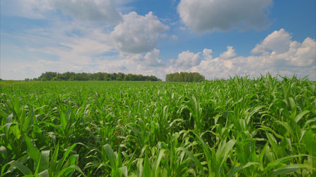 A stunning image of a lush cornfield under a vibrant sky with various shades of blueの写真素材