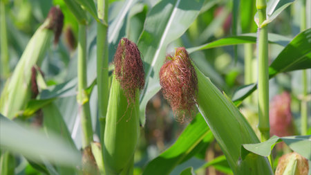 Close view of corn on the cob showing its ripening vibrant kernels and green husk