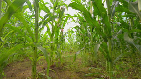 Experiencing a Vibrant Perspective of a Cornfield in Natures Green Lushness and Beauty