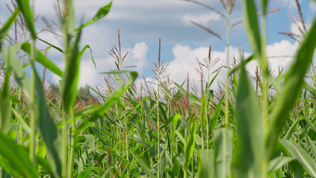 A Beautiful Lush Green Cornfield Lies Under a Bright Blue Sky Filled with Fluffy Clouds