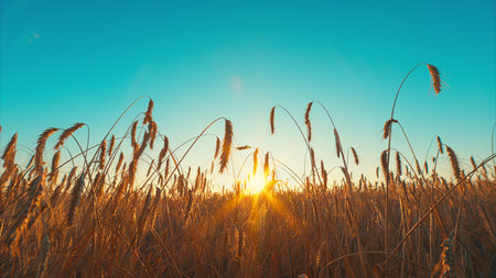 A Beautiful Golden Sunrise Shines Brightly Over a Vast Wheat Field in the Morning Lightの写真素材