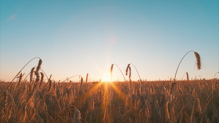 Golden Sunrise Over the Expansive Fields A Serene Display of Natures Beautiful Artworkの写真素材