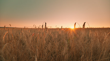Golden Fields at Sunrise A Peaceful and Tranquil Nature Scene Full of Beauty and Life
