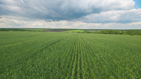 Vast and Lush Green Agricultural Fields Expansively Spread Beneath Dramatic, Changing Skies