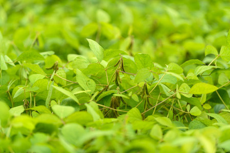 Lush Green soybean Foliage Thiving Beautifully Under Bright Natural Light Enveloping the Area