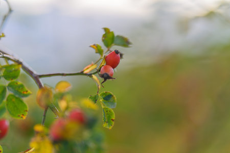 Delicate Nature A CloseUp View of Ripening Berries Bathed in Soft and Gentle Light