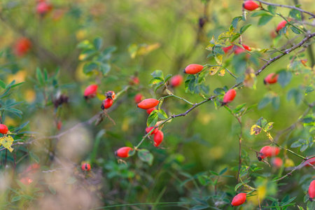 Vivid and Vibrant Red Berries Set Against a Beautifully Lush Green Background Sceneの写真素材