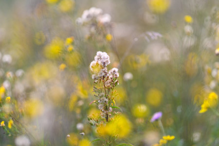 A Stunning and Beautiful Wildflower Landscape Filled with Vibrant Colors and Shadesの写真素材