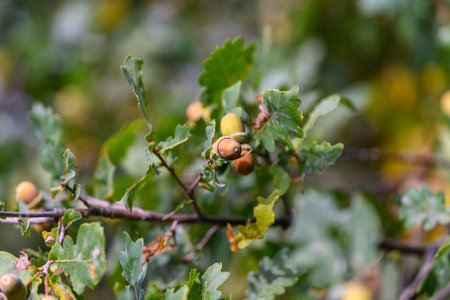 Beautiful Autumn Foliage Accompanied by Acorns on Majestic Oak Tree in a Natural Setting