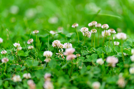 A Beautiful Display of Colorful Clover Flowers Dotted Throughout a Lush Green Fieldの写真素材