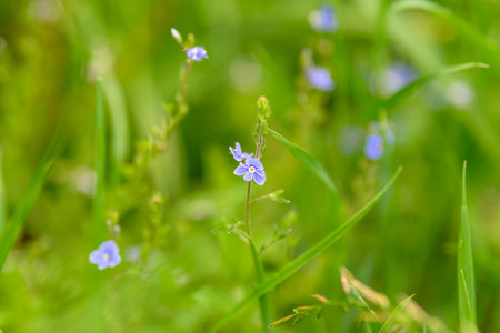 Delicate and beautiful blue flowers bloom among lush green grass in natures vibrant embraceの写真素材