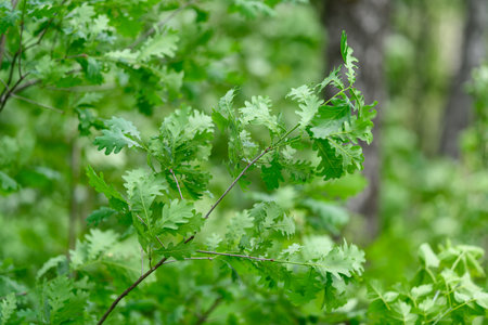 Lush and Vibrant Green Foliage of a Leafy Plant Thriving in Its Natural Habitat Environmentの写真素材