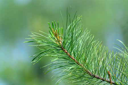 A CloseUp View of a Pine Branch Featuring Its Lush Green Needles in Fine Detail