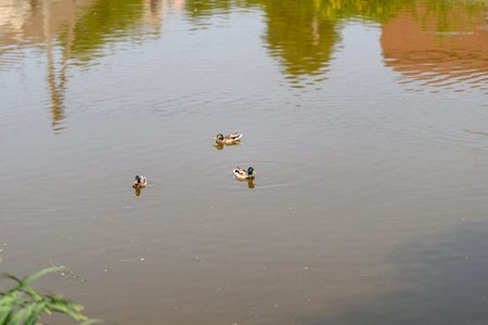 Serene Ducks Enjoying a Peaceful Swim in the Calm Waters Reflecting the Blue Sky Above