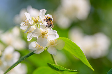 A Bee Performing Pollination While Visiting Beautiful White Flowers in a Natural Settingの写真素材