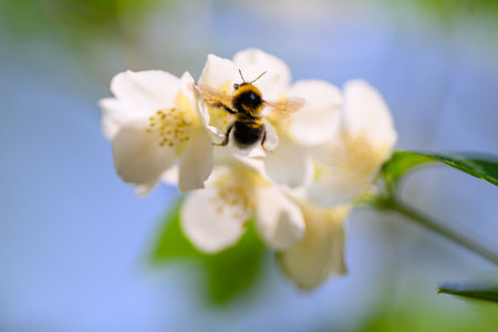 A busy bee buzzing around a beautiful white blossom that is in full bloom and thrivingの写真素材