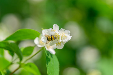 A Bee is Enthusiastically Pollinating White Flowers in a Beautiful Lush Green Environmentの写真素材