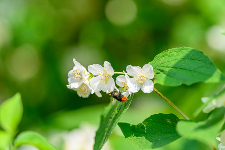A closeup of white flowers with a bee pollinating them in spring, showcasing natures beautyの写真素材