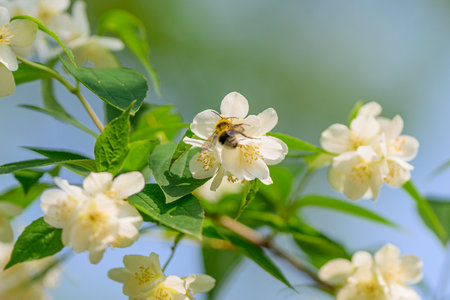 Delicate Jasmine Blossoms with a Busy Bee in Springtime, Showcasing Natures Beautyの写真素材