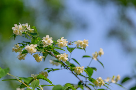 A Delicate White Flowering Plant on a Soft Blue Background, Inviting Calmness and Peaceの写真素材